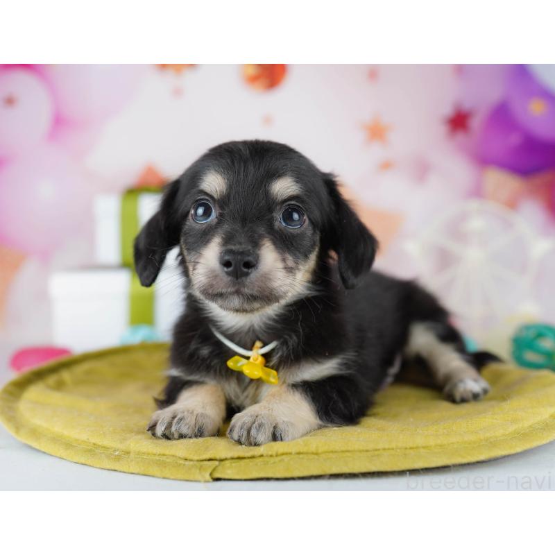 販売中の東京都のチワックス:チワワ×ミニチュアダックスフンド-441409の4枚目