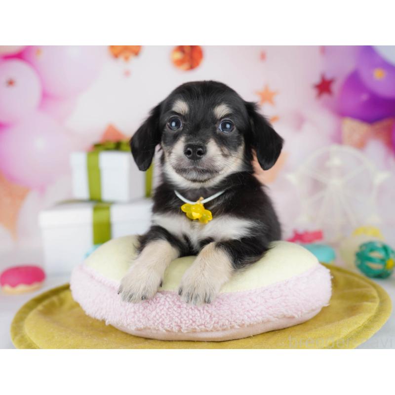 販売中の東京都のチワックス:チワワ×ミニチュアダックスフンド-441409の3枚目