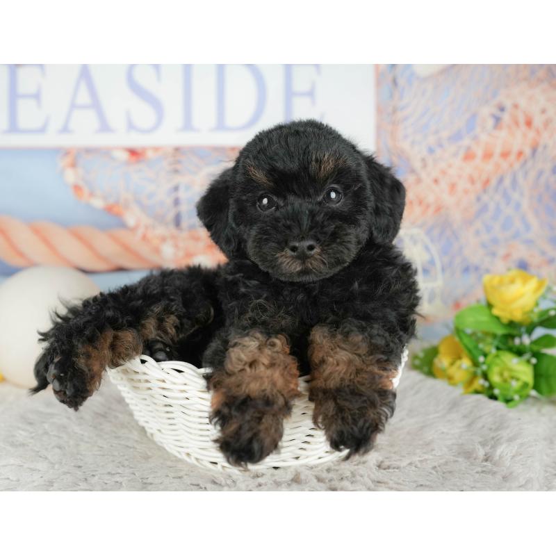 販売中の千葉県のトイプードル-441799の3枚目