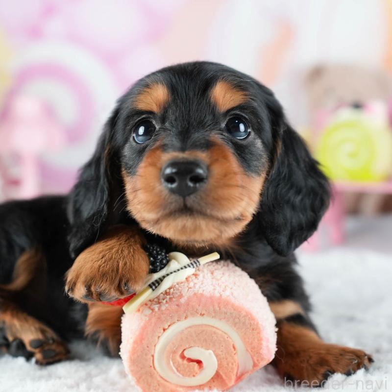販売中の茨城県のミニチュアダックスフンド(ロングヘアード)-441008の9枚目