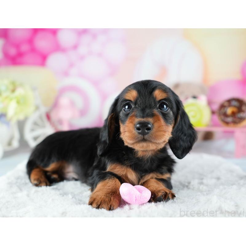 販売中の茨城県のミニチュアダックスフンド(ロングヘアード)-441008の8枚目