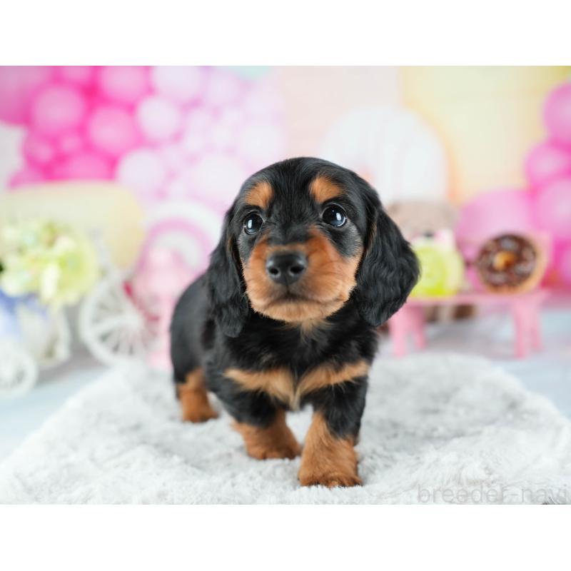 販売中の茨城県のミニチュアダックスフンド(ロングヘアード)-441008の7枚目