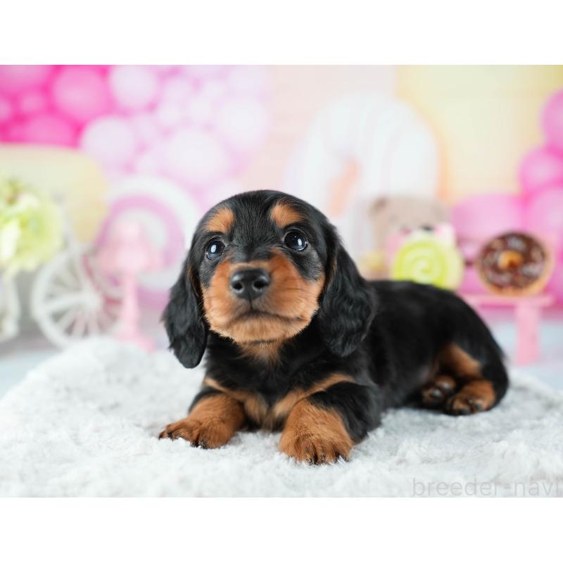 販売中の茨城県のミニチュアダックスフンド(ロングヘアード)-441008の6枚目