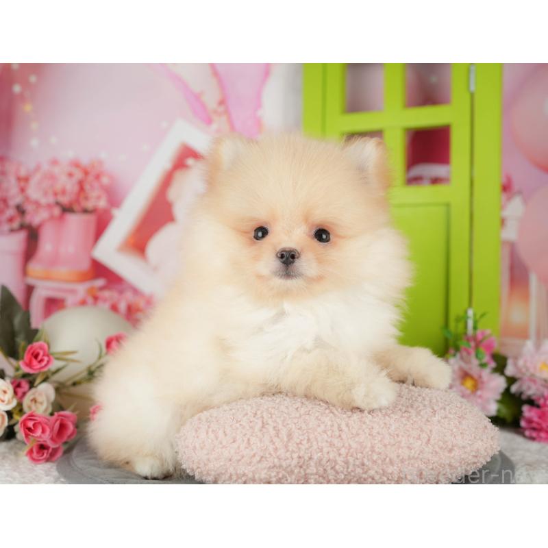 販売中の埼玉県のポメラニアン-440988の9枚目