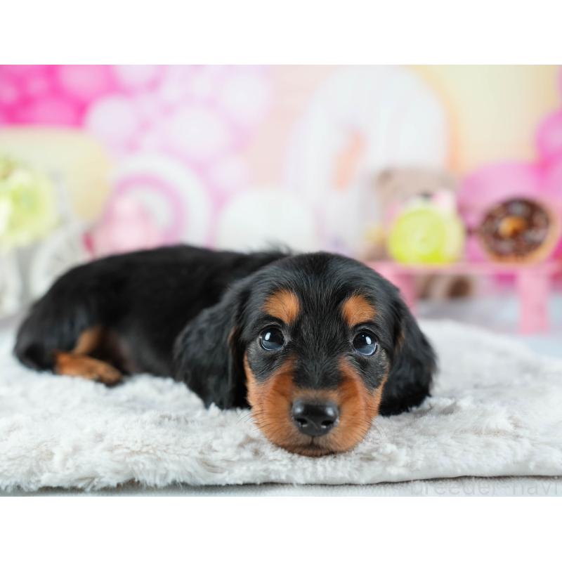 販売中の茨城県のミニチュアダックスフンド(ロングヘアード)-441008の5枚目