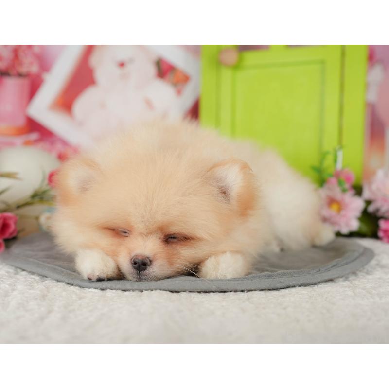 販売中の埼玉県のポメラニアン-440988の7枚目