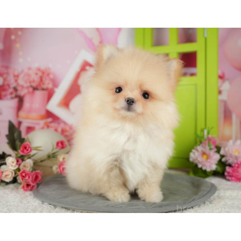 販売中の埼玉県のポメラニアン-440988の6枚目