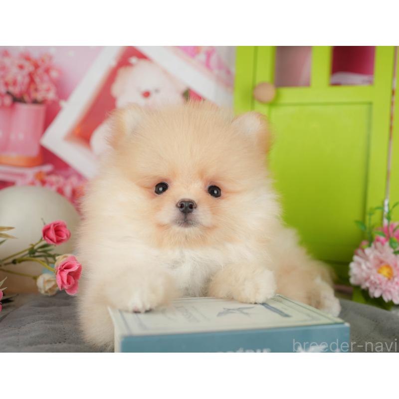 販売中の埼玉県のポメラニアン-440988の4枚目