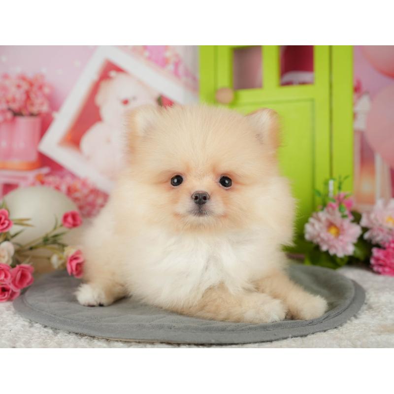 販売中の埼玉県のポメラニアン-440988の3枚目