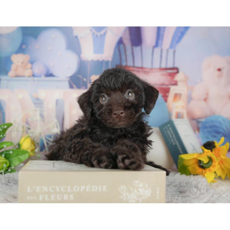 販売中の千葉県のトイプードル-441794の9枚目