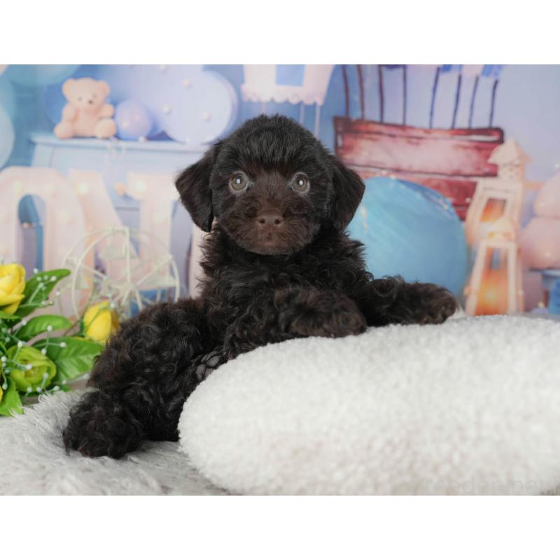 販売中の千葉県のトイプードル-441794の8枚目