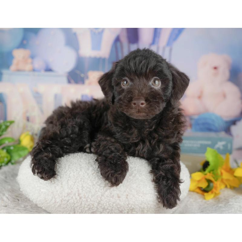 販売中の千葉県のトイプードル-441794の3枚目