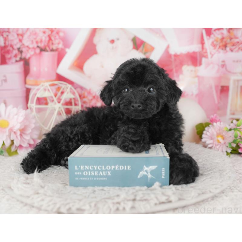 販売中の千葉県のトイプードル-441789の7枚目