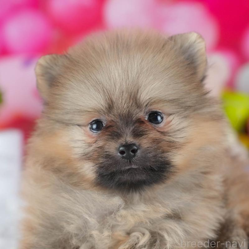 販売中の茨城県のポメラニアン-440992の7枚目