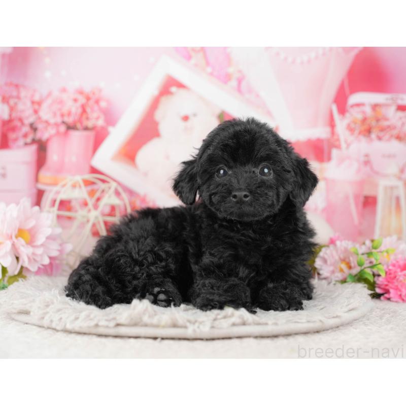 販売中の千葉県のトイプードル-441789の6枚目