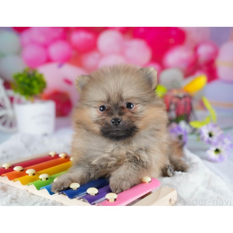 販売中の茨城県のポメラニアン-440992の5枚目