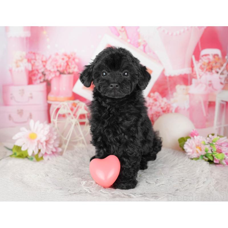 販売中の千葉県のトイプードル-441789の4枚目