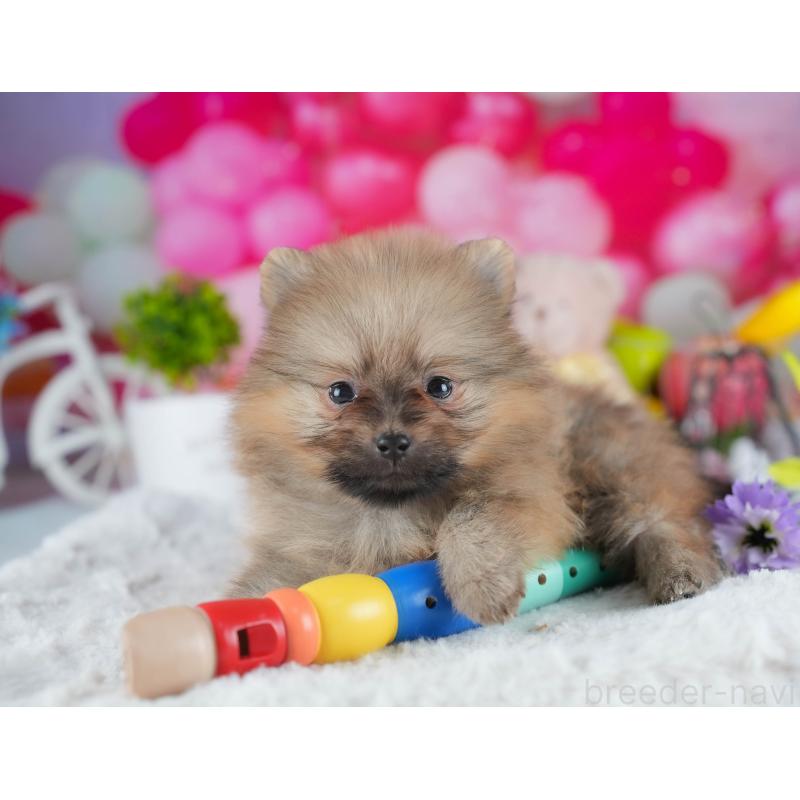 販売中の茨城県のポメラニアン-440992の3枚目