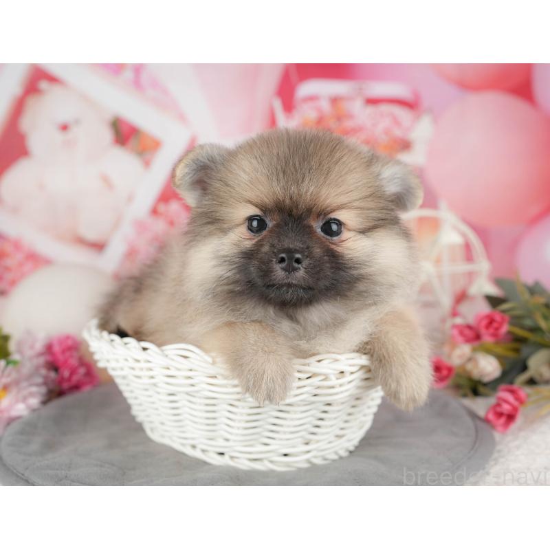 販売中の千葉県のポメラニアン-441788の10枚目