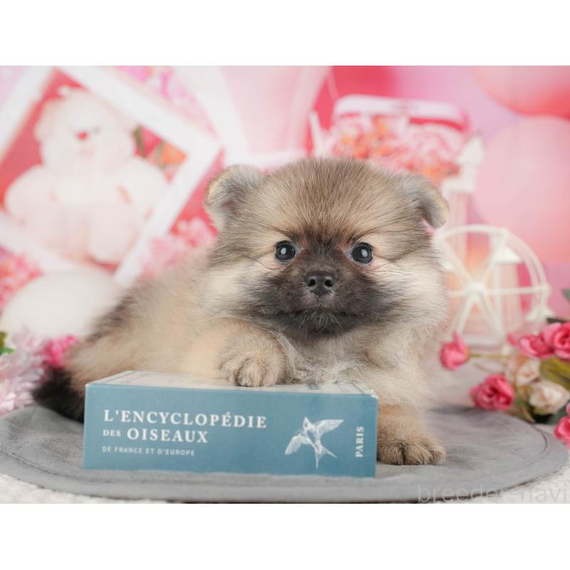 販売中の千葉県のポメラニアン-441788の9枚目