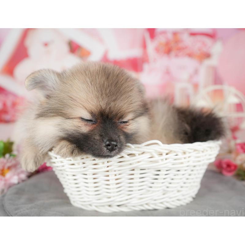 販売中の千葉県のポメラニアン-441788の7枚目