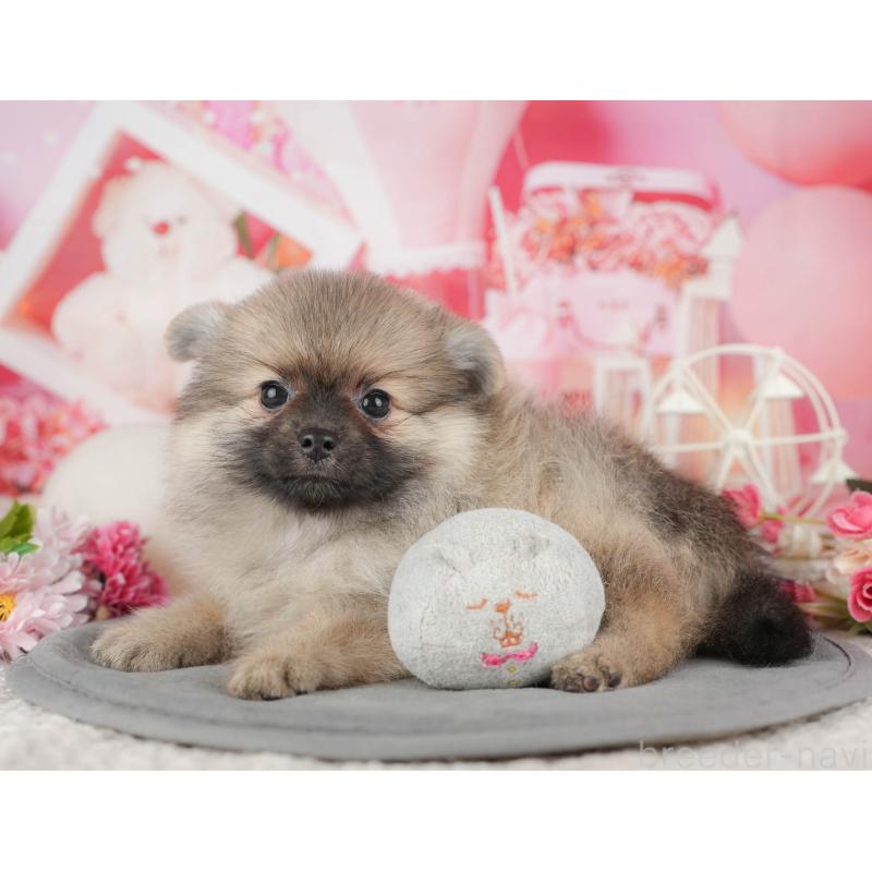 販売中の千葉県のポメラニアン-441788の4枚目