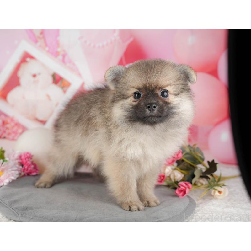 販売中の千葉県のポメラニアン-441788の3枚目