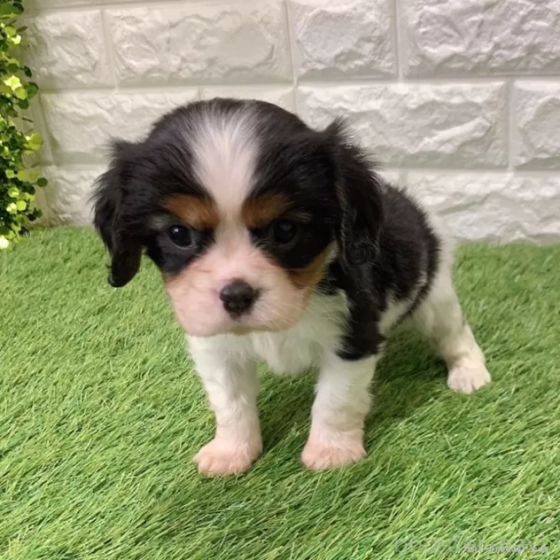 販売中の愛知県のキャバリアキングチャールズスパニエル-439922