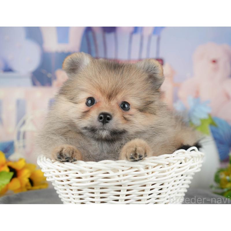 販売中の千葉県のポメラニアン-441784の11枚目