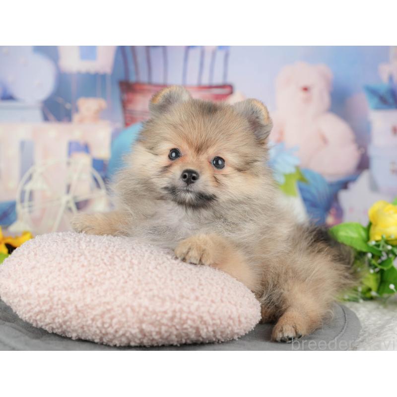 販売中の千葉県のポメラニアン-441784の10枚目