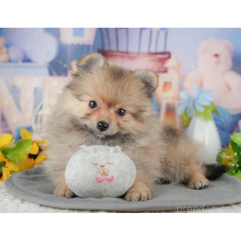 販売中の千葉県のポメラニアン-441784の9枚目