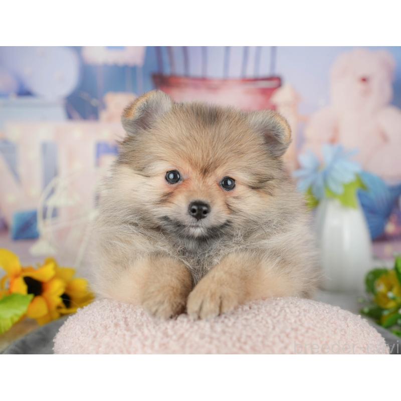 販売中の千葉県のポメラニアン-441784の8枚目