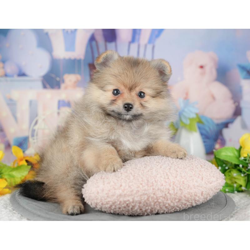 販売中の千葉県のポメラニアン-441784の7枚目