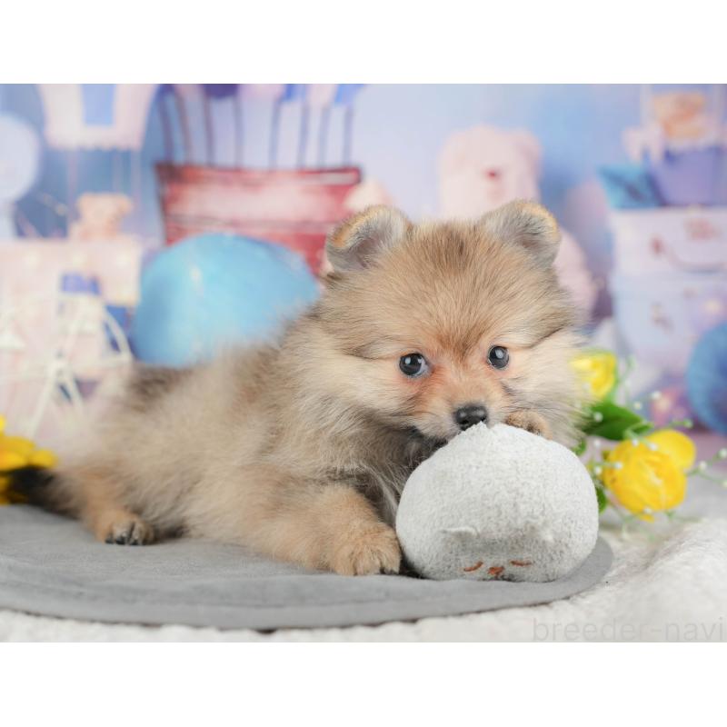 販売中の千葉県のポメラニアン-441784の5枚目