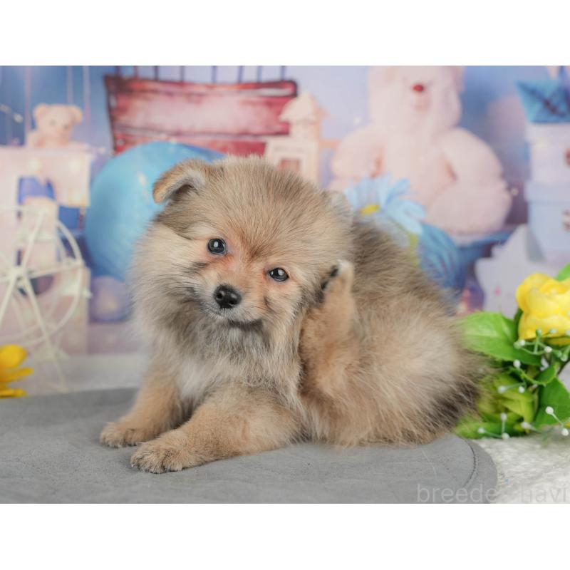 販売中の千葉県のポメラニアン-441784の4枚目