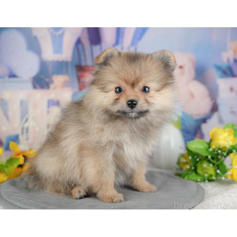 販売中の千葉県のポメラニアン-441784の3枚目