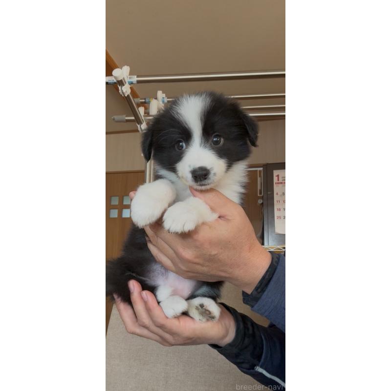 販売中の佐賀県のボーダーコリー-440989の4枚目