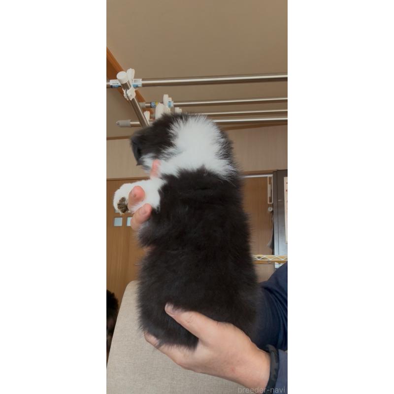 販売中の佐賀県のボーダーコリー-440989の3枚目