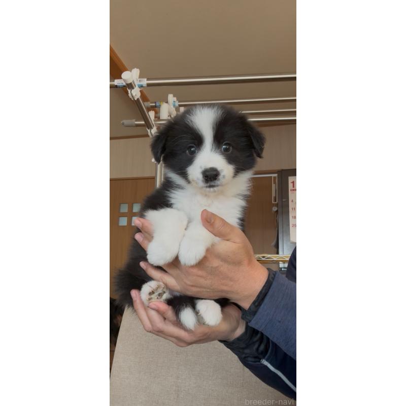 販売中の佐賀県のボーダーコリー-440989の2枚目