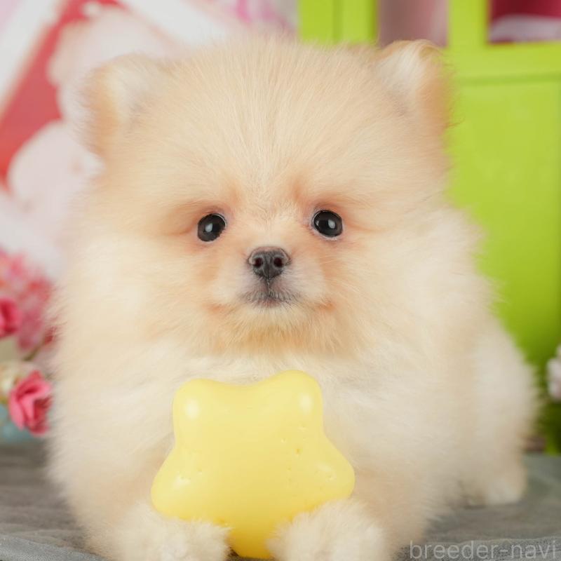 販売中の埼玉県のポメラニアン-440988