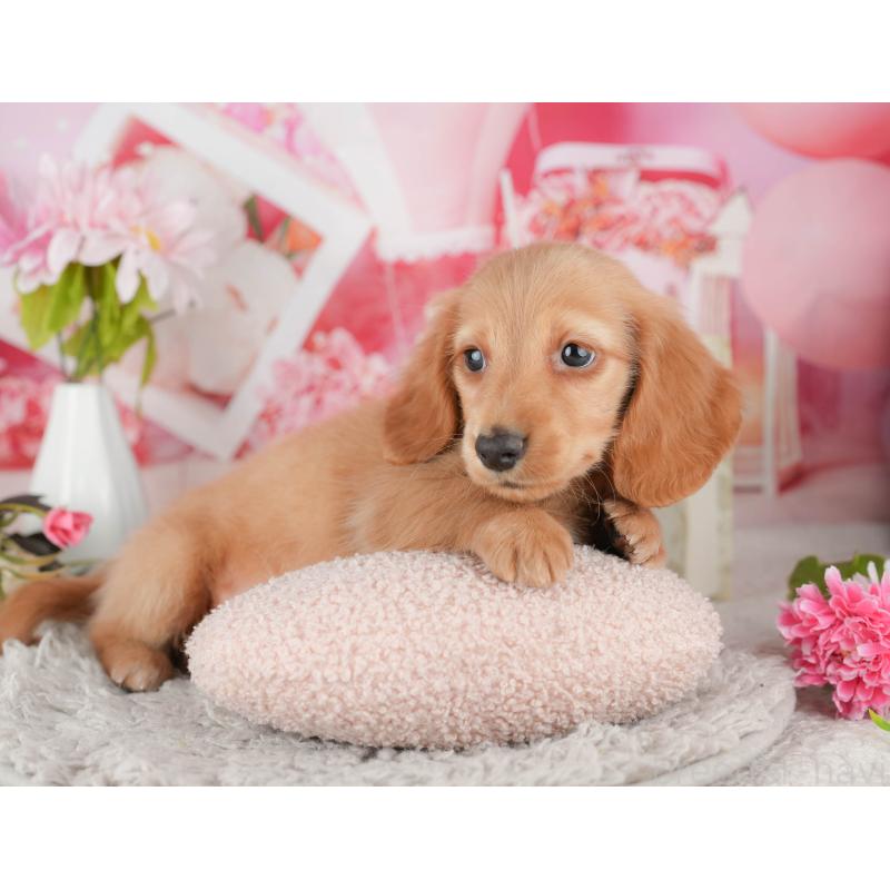 販売中の千葉県のミニチュアダックスフンド(ロングヘアード)-441780の10枚目