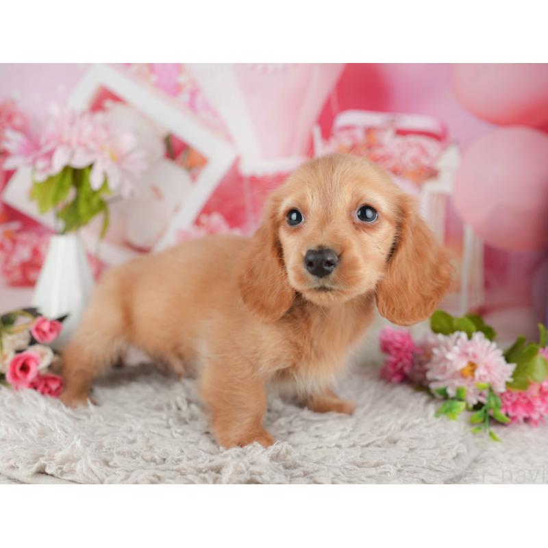 販売中の千葉県のミニチュアダックスフンド(ロングヘアード)-441780の8枚目