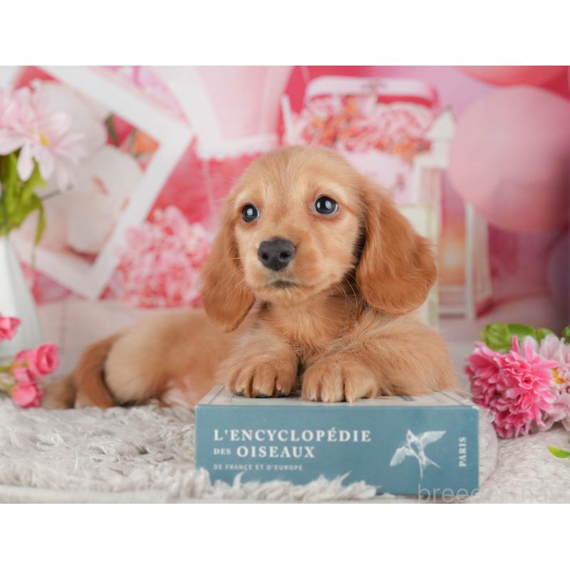 販売中の千葉県のミニチュアダックスフンド(ロングヘアード)-441780の3枚目