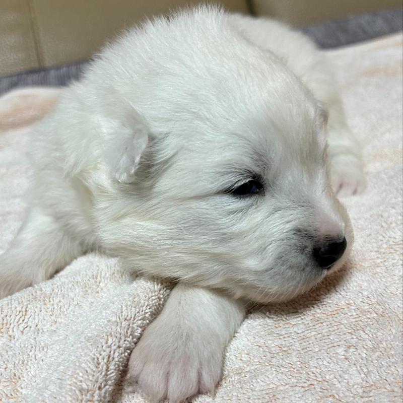 販売中の北海道のサモエド-440990の4枚目