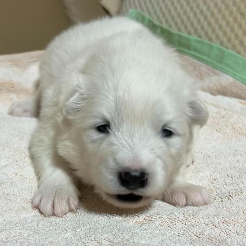 販売中の北海道のサモエド-440990の1枚目