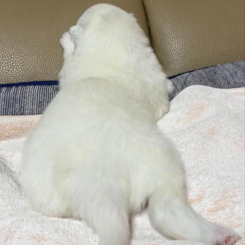 販売中の北海道のサモエド-440990の2枚目