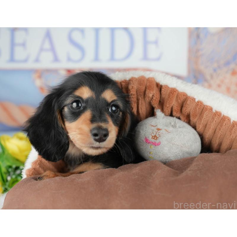 販売中の千葉県のミニチュアダックスフンド(ロングヘアード)-441701の10枚目