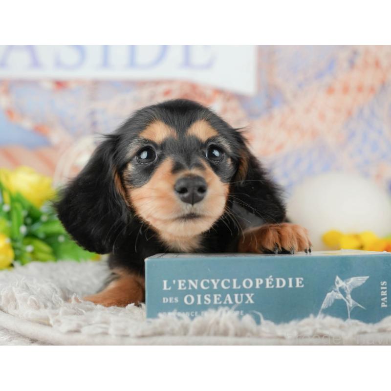 販売中の千葉県のミニチュアダックスフンド(ロングヘアード)-441701の9枚目