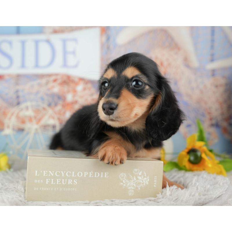 販売中の千葉県のミニチュアダックスフンド(ロングヘアード)-441701の7枚目