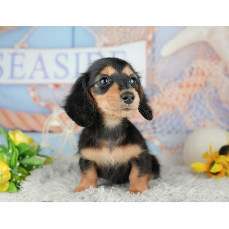 販売中の千葉県のミニチュアダックスフンド(ロングヘアード)-441701の6枚目